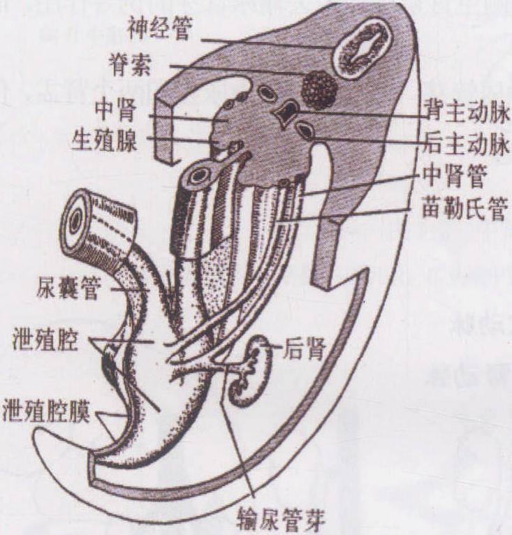 第三节 膀胱和尿道的胚胎发育